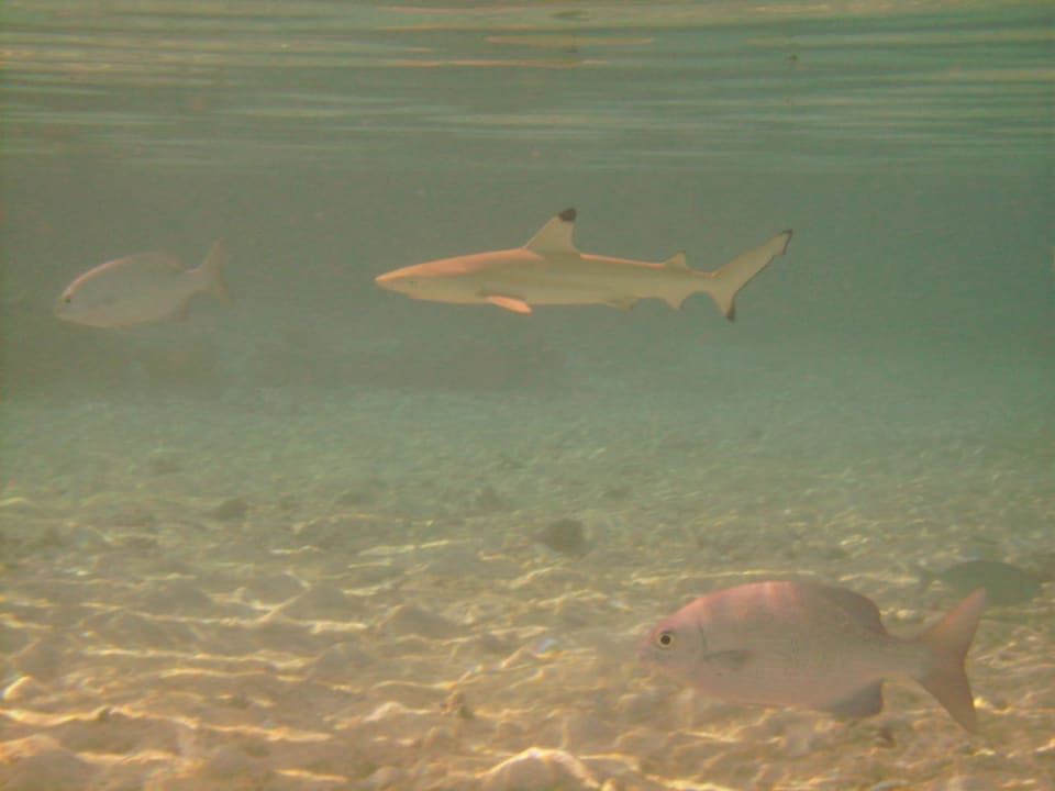Hausriff Sun Siyam Vilu Reef