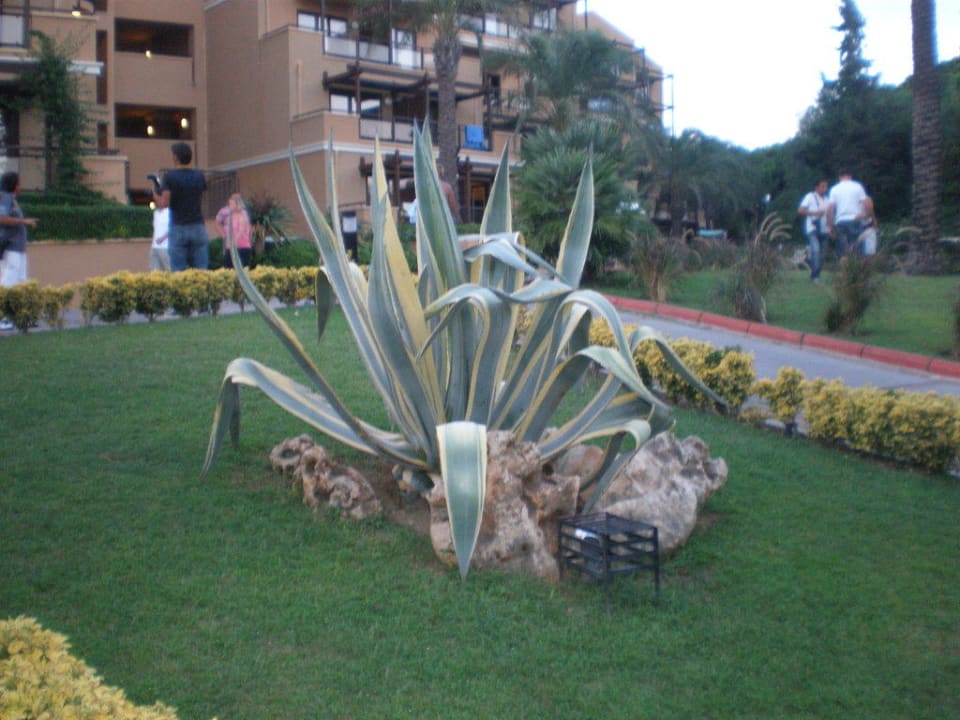 ..schön.. Asteria Family Belek