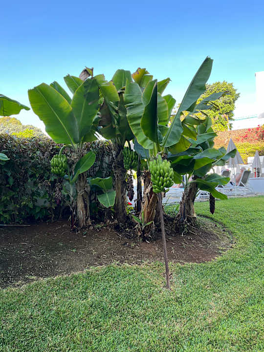 Gartenanlage TRH Taoro Garden