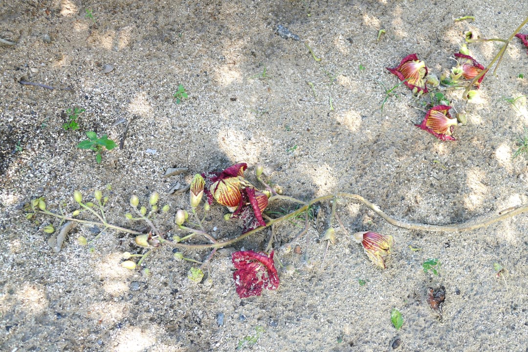 Strand Le Meridien Ile Maurice