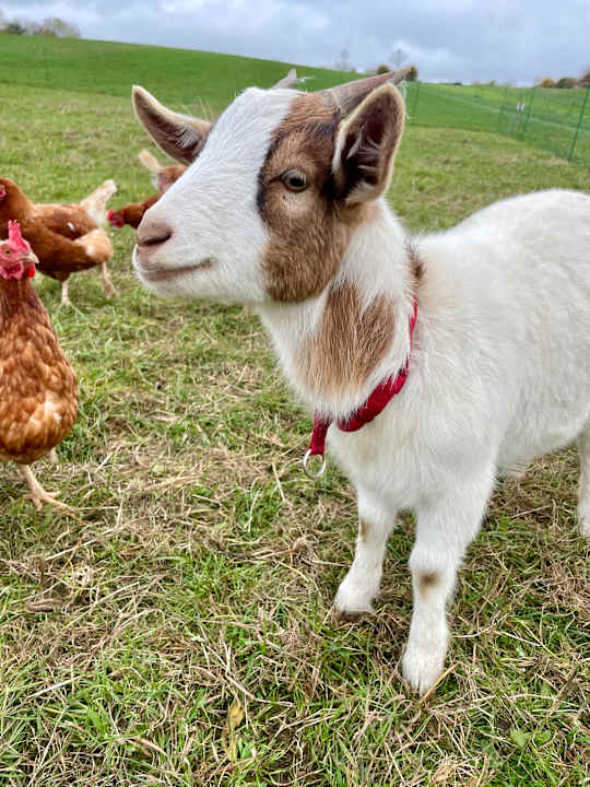 Gartenanlage Bauer Martin | Ostsee Ferienhof Bendfeldt bei Grömitz