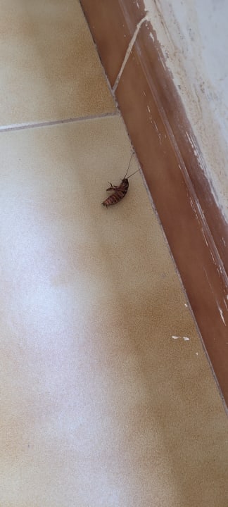 Zimmer Servatur Alameda de Jandía