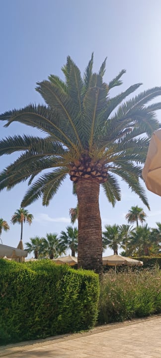 Pool Hipotels Cala Millor Park