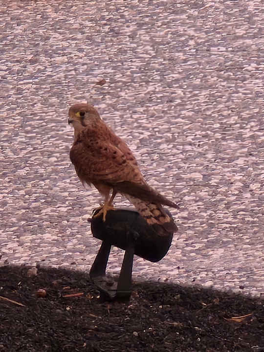 Gartenanlage Seaside Los Jameos Playa