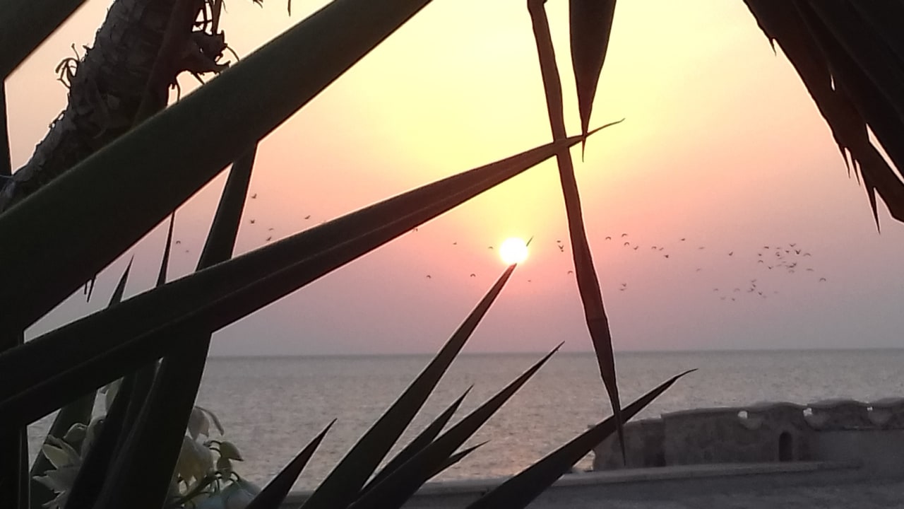 Ausblick Pickalbatros Citadel Resort