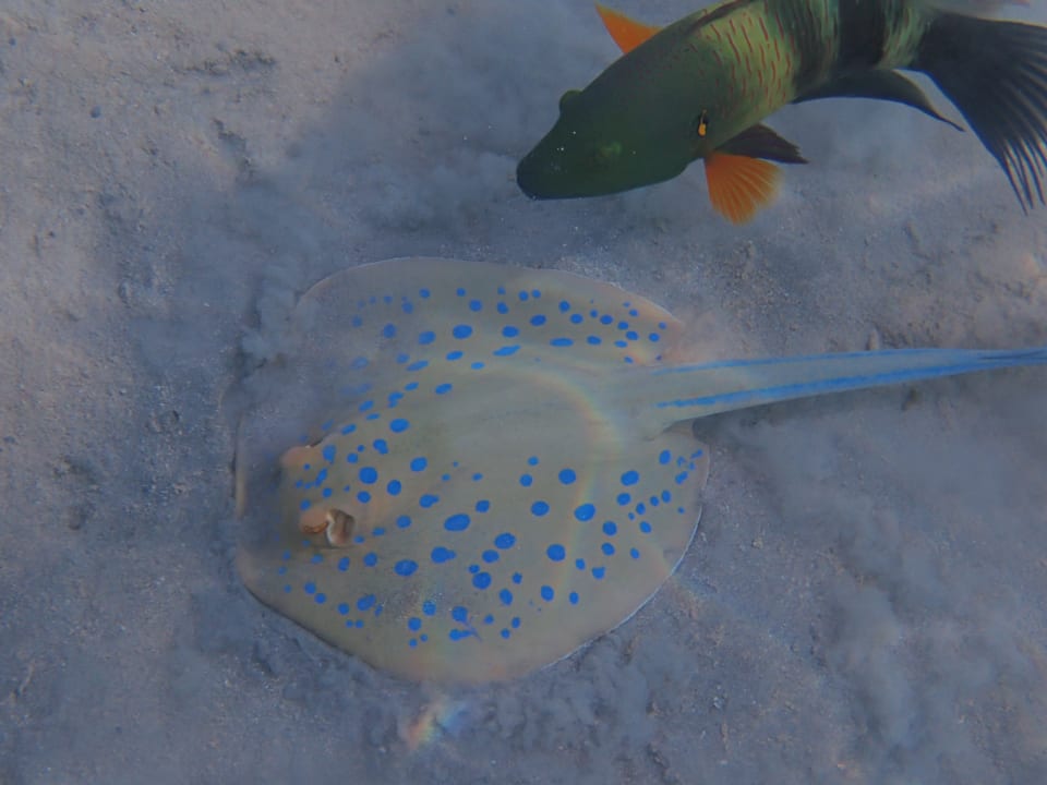 Strand Makadi Spa - Adults only