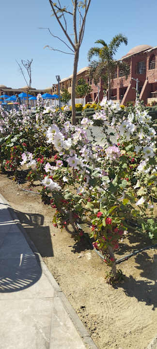 Gartenanlage Pickalbatros Villaggio Resort - Portofino