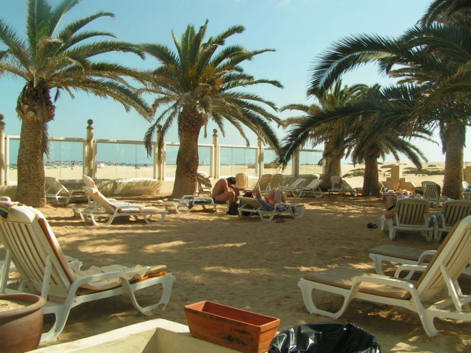 Palmensand-Liegen beim Hotel Hotel Riu Oliva Beach Resort