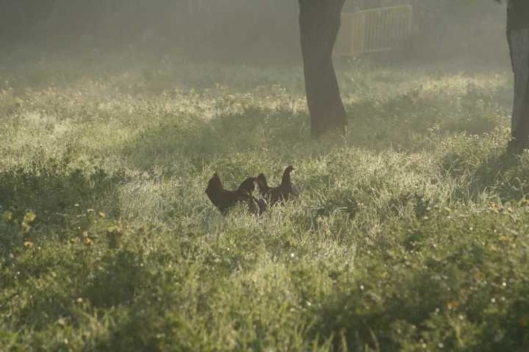 Morgenstimmung Finca sa Canova