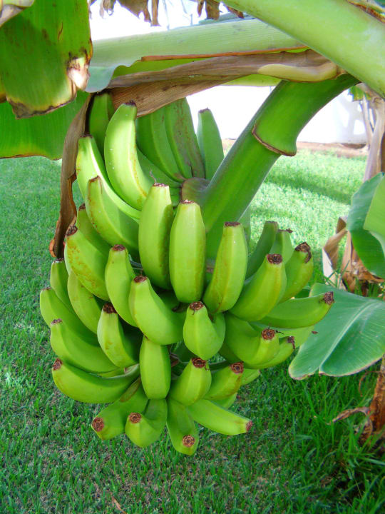 Sehr schöne Gartenanlage Apartments Paraguay