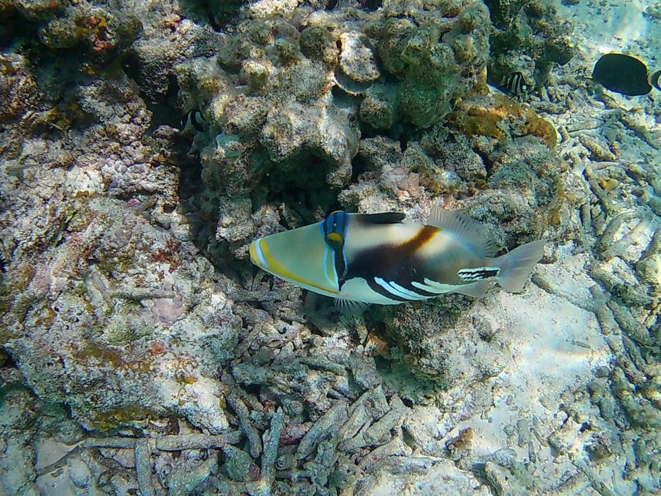 Sport & Freizeit Summer Island Maldives