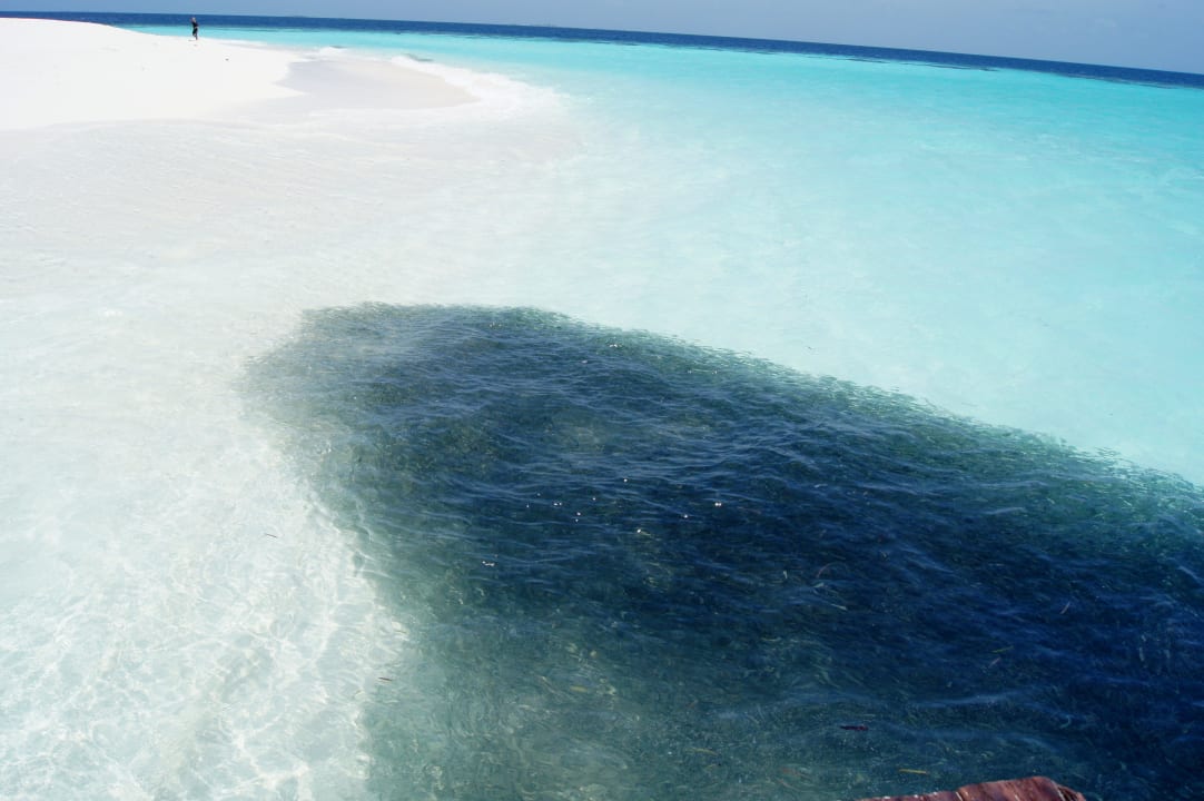 Kein Ölteppich - lauter kleine Fische Angaga Island Resort