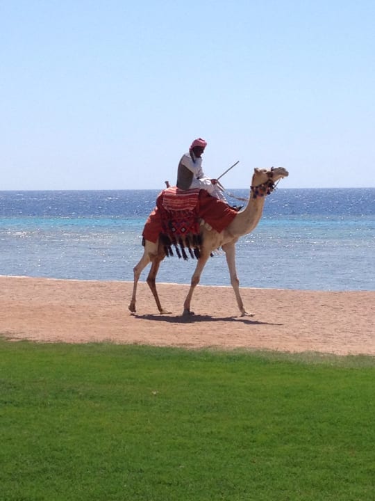 Kamelreiter Makadi Spa - Adults only