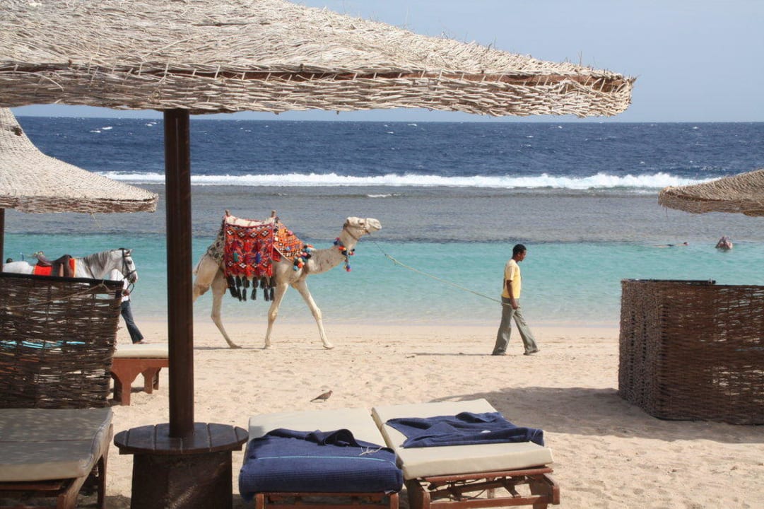 Kamel am strand Sentido Akassia Beach