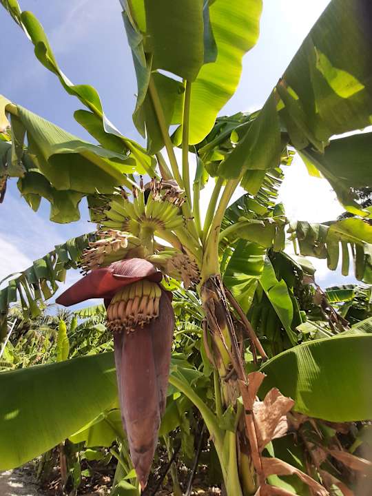 Gartenanlage Villa Park Sun Island