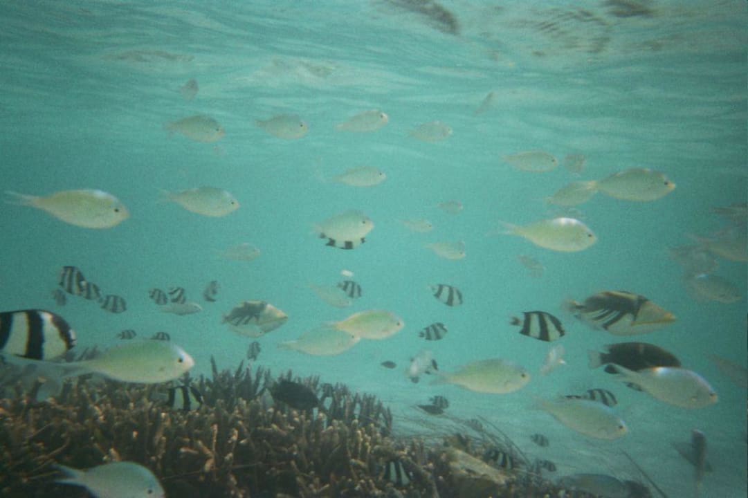 Picasso-Druckerfisch, Dreibinden-Preussenfisch Villa Park Sun Island