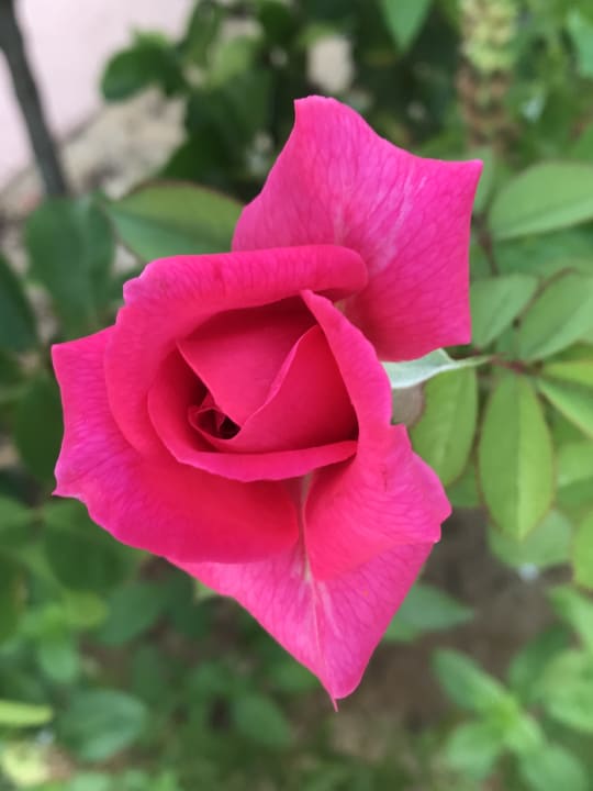 Gartenanlage Asterias Beach