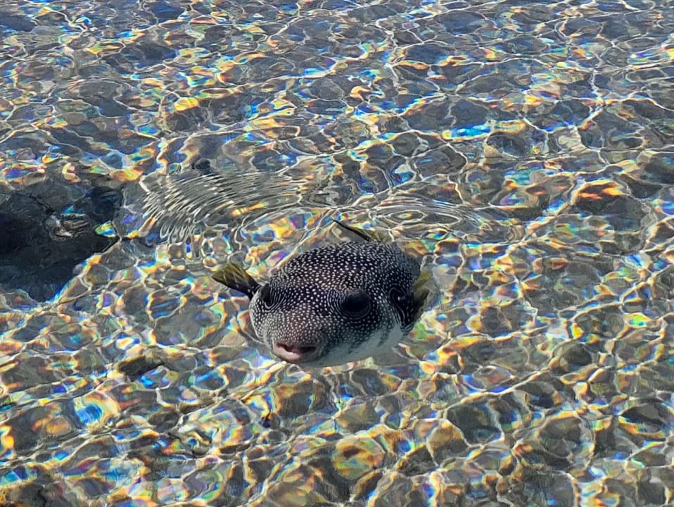 Strand Pickalbatros Palace Resort