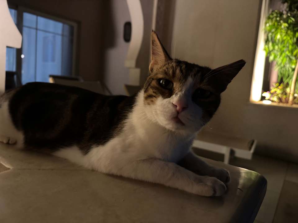 Zimmer The Grand Palace - Adults only