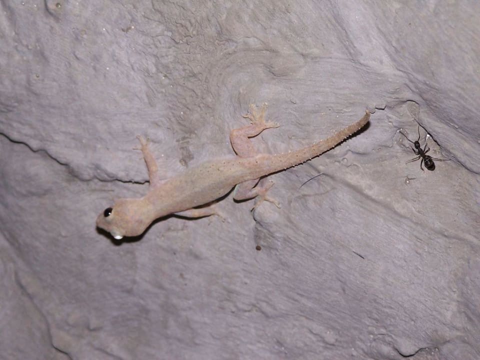 Gecko Sun Siyam Vilu Reef