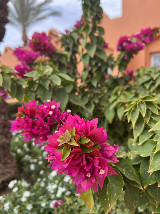 Gartenanlage Jaz Makadi Oasis Resort