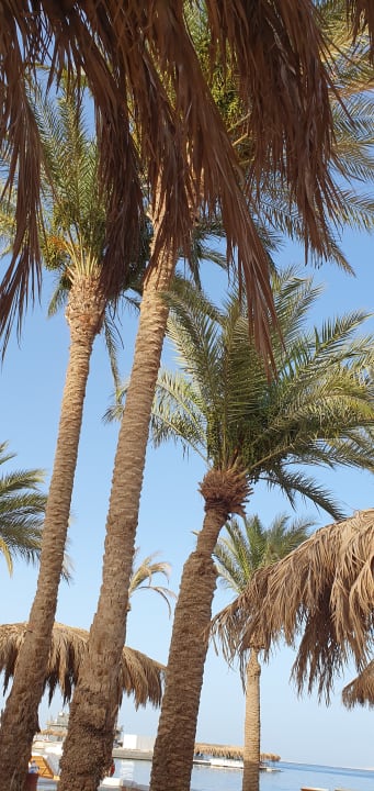 Gartenanlage Serry Beach Resort