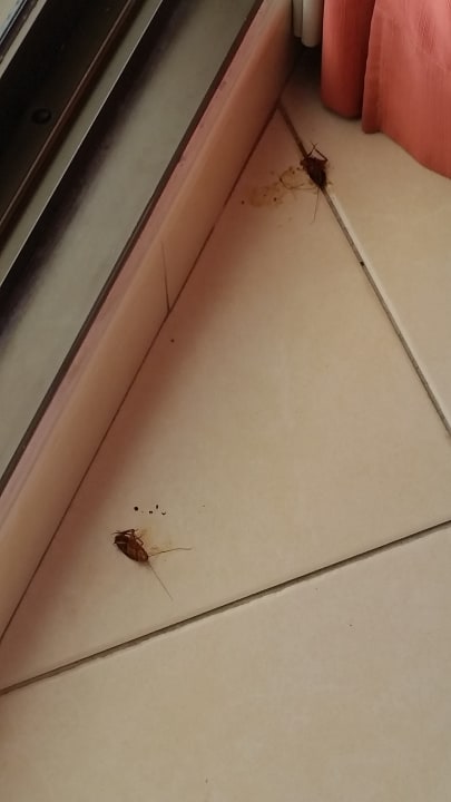 Zimmer allsun App.-Hotel Albatros