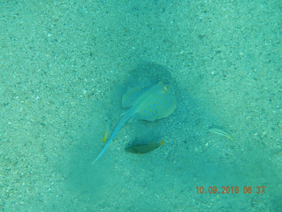 Sonstiges Coral Sun Beach