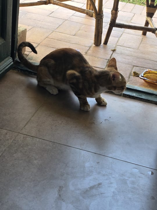 Zimmer Lotus Bay Beach Resort