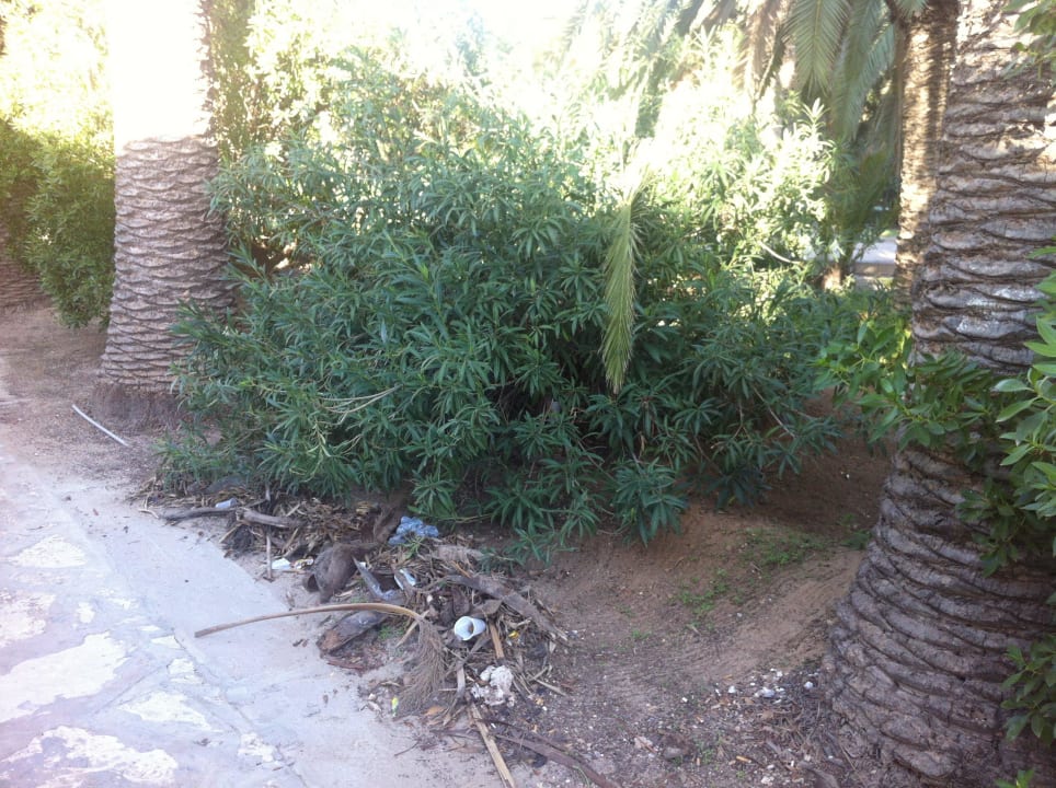 Ungepflegte Gartenanlage! Hotel Marhaba Club
