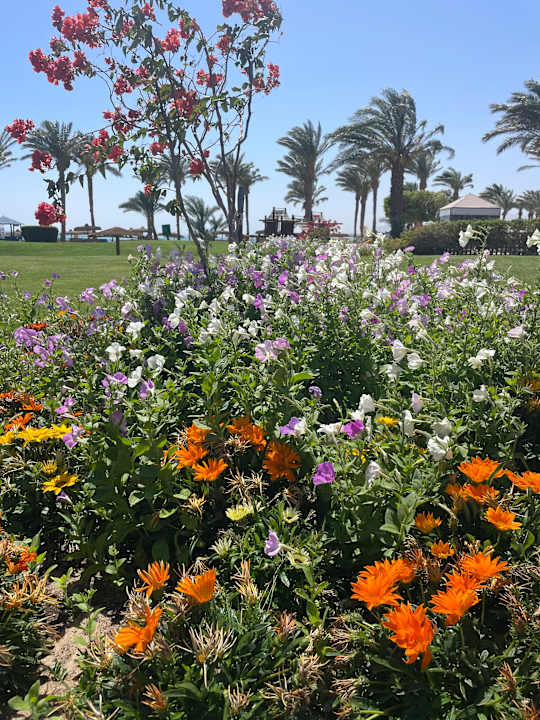 Gartenanlage Palm Royale Resort - Soma Bay