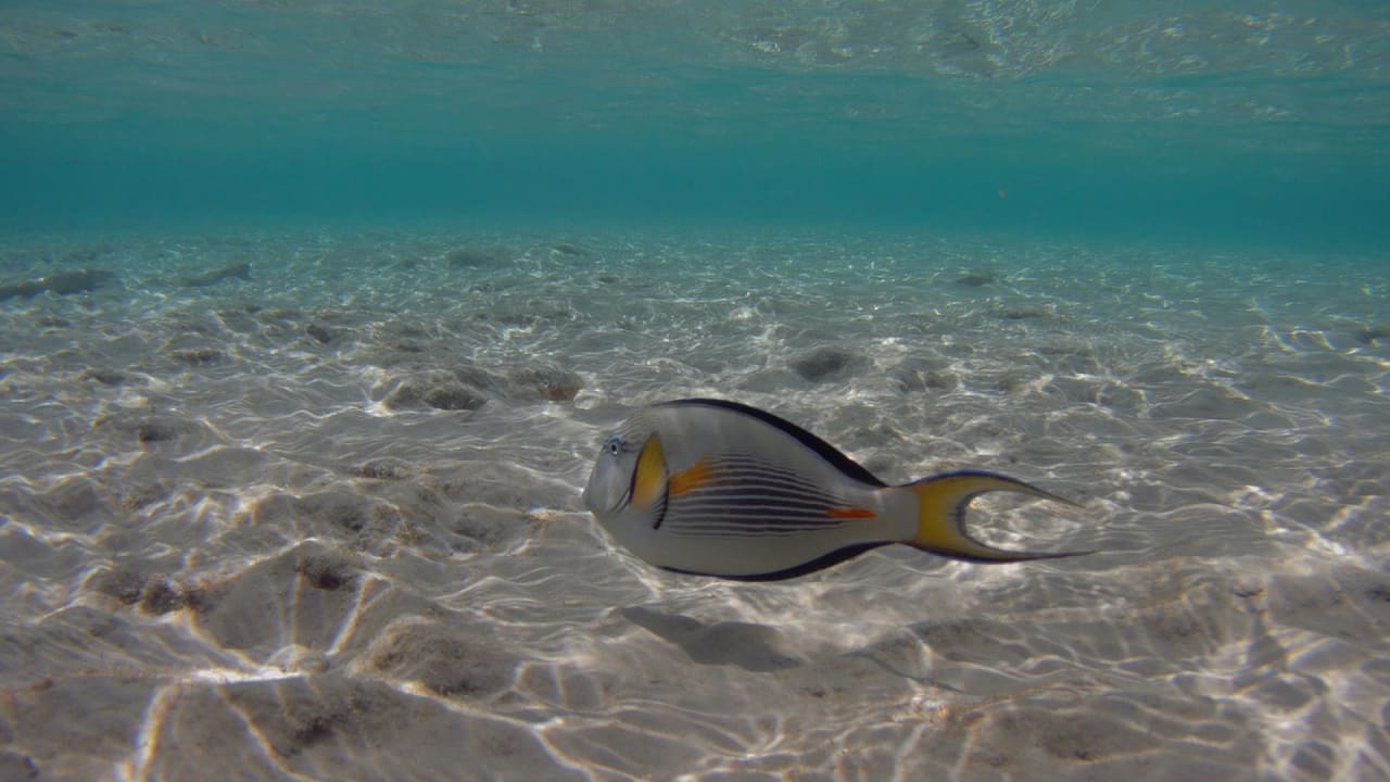 Sport & Freizeit Hotel Gorgonia Beach Resort