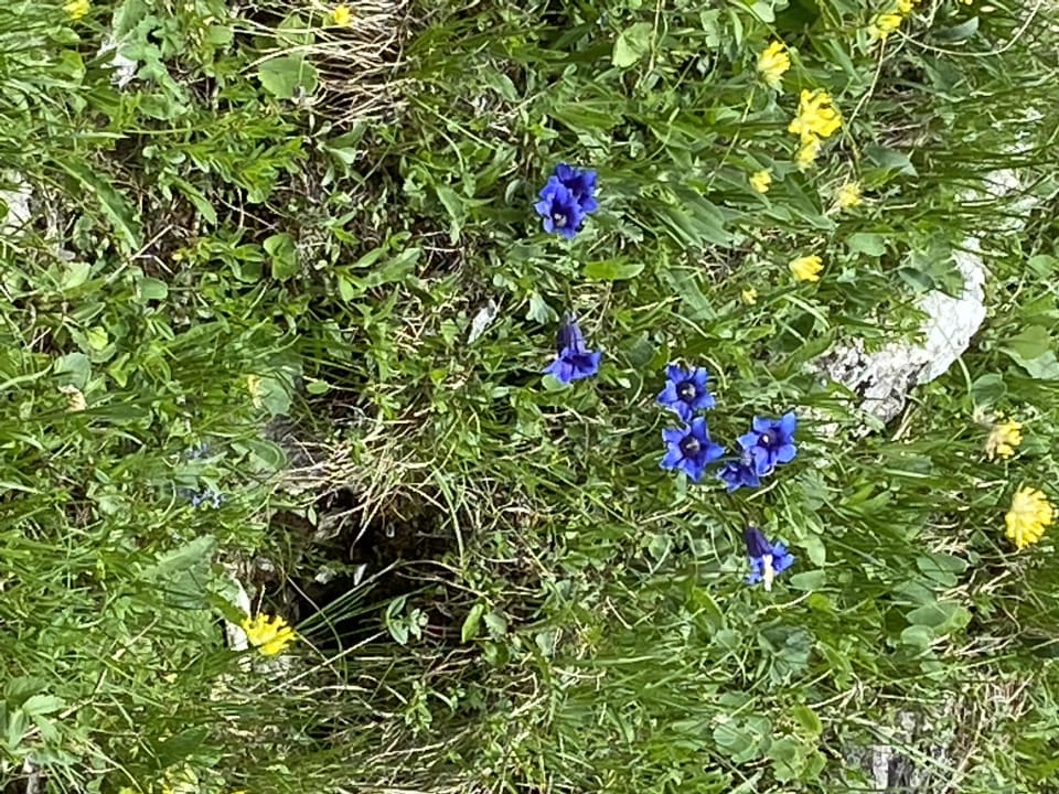 Ausblick Hotel Alpenrose