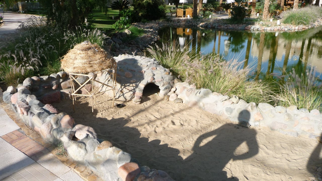 Schildkrötengehege schön für die Kinder Makadi Palace