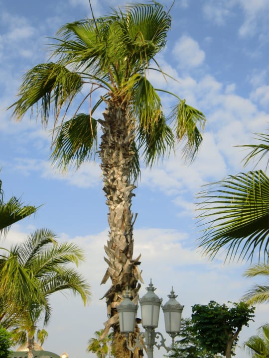 Palme Hotel Delphin Imperial