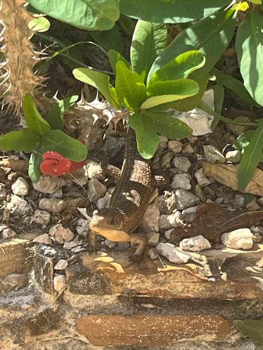 Sonstiges Hotel Kiwengwa Beach Resort