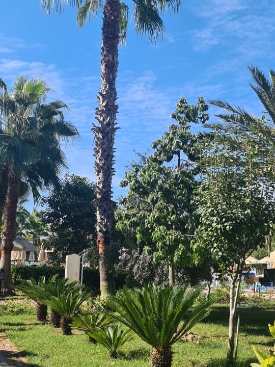 Gartenanlage Seaden Sea World Resort & Spa