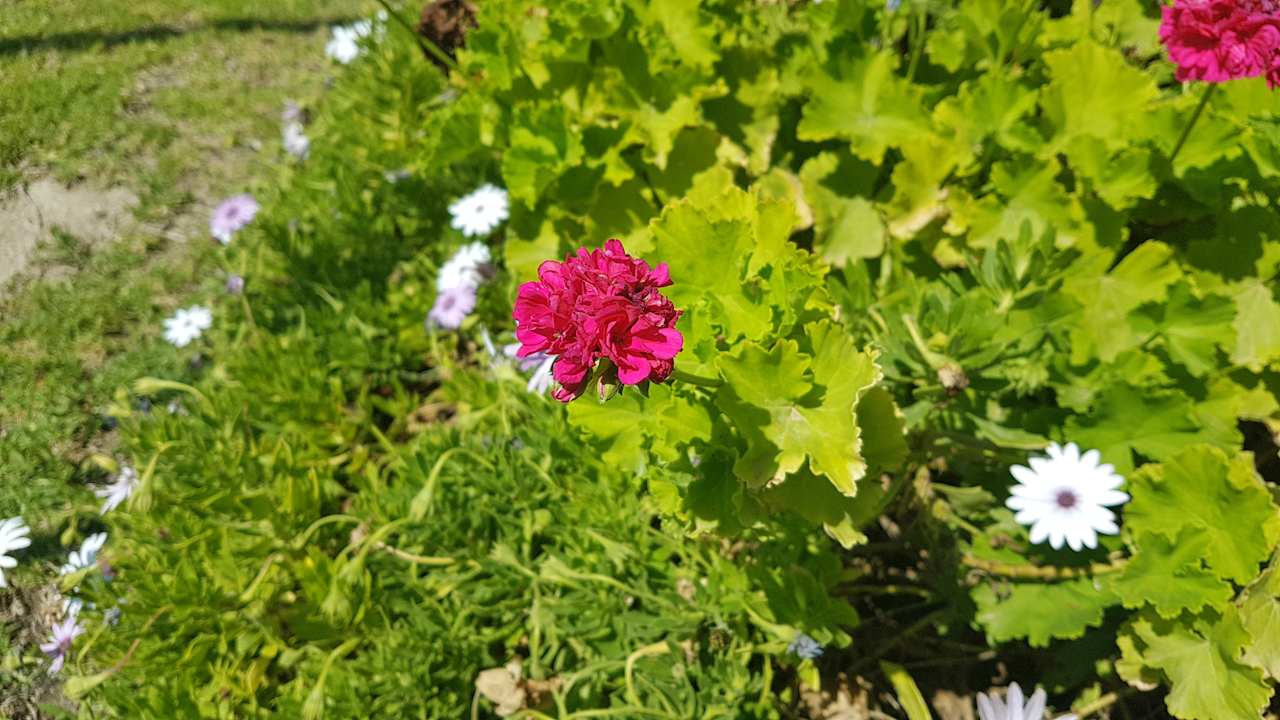 Garten Hotel Kalithea Horizon Royal