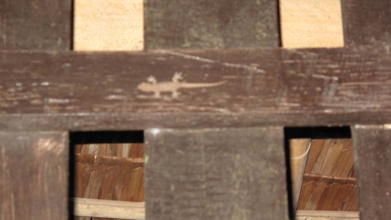 Unser Mitbewohner "Lurche" Hotel Aureum Palace Resort