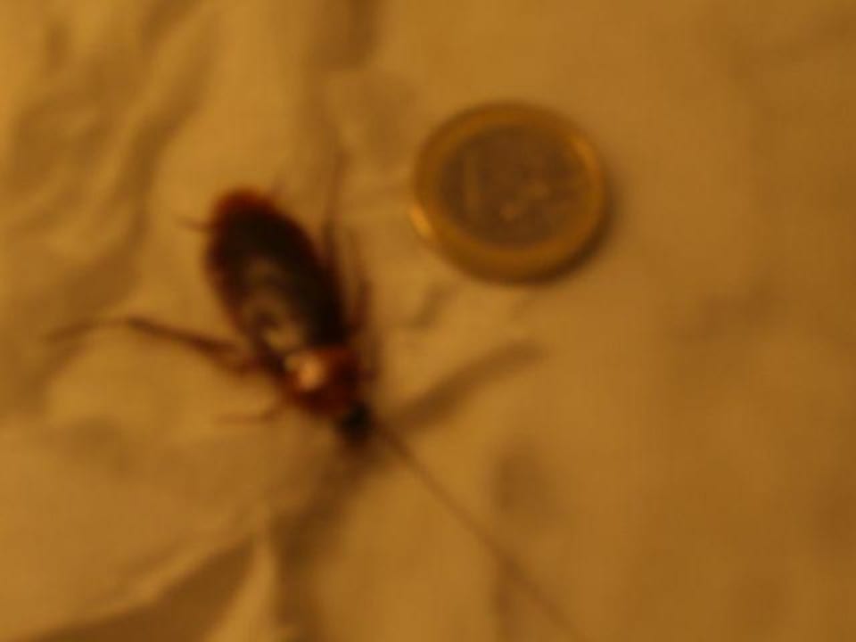 Mitbewohner LABRANDA Bahía y Villas Fañabé