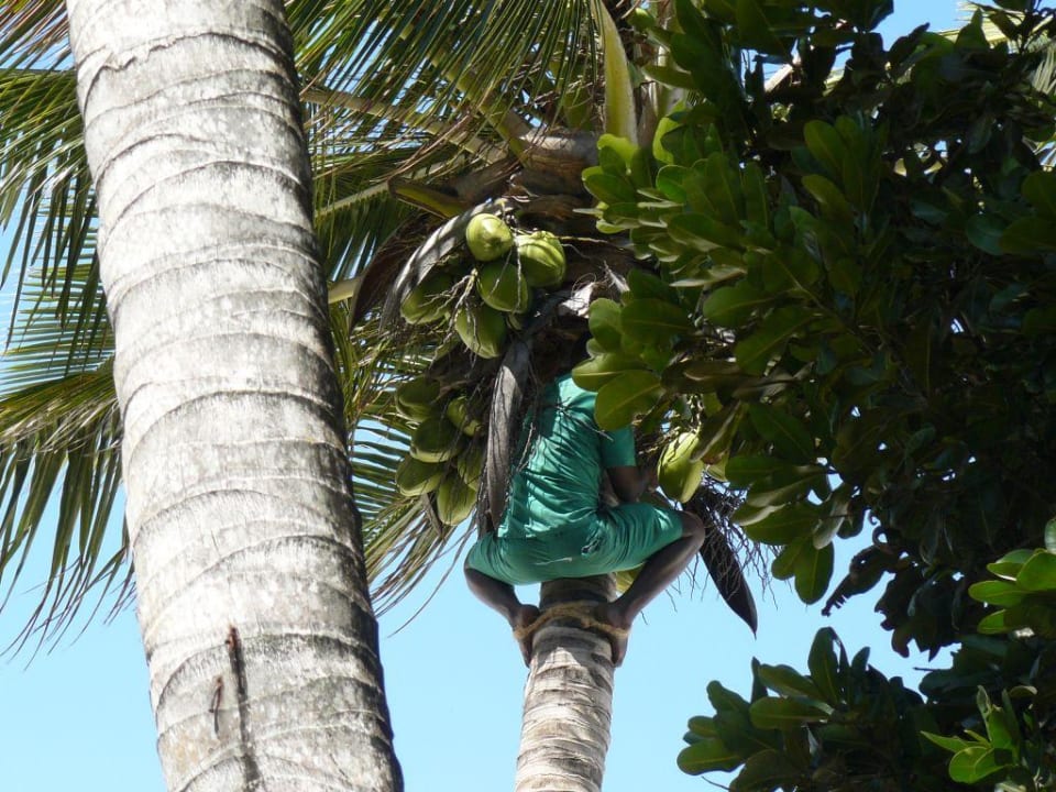 täglicher Anblick beim Relaxen Neptune Paradise Beach Resort & Spa