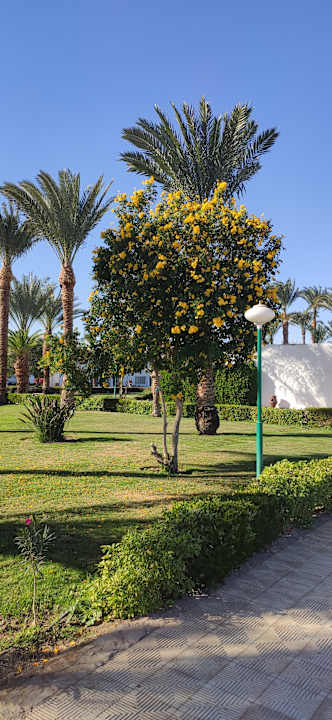 Gartenanlage Menaville Safaga