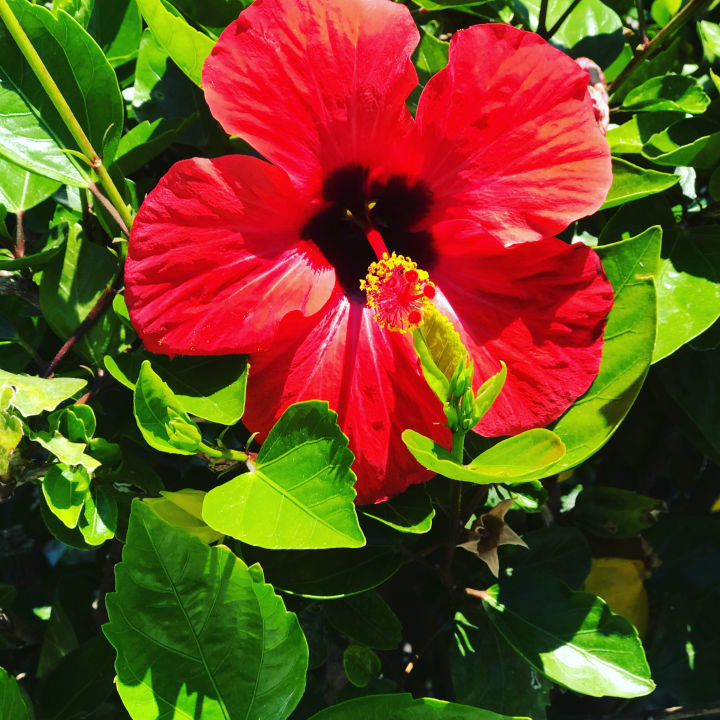 Gartenanlage Corali Hotel