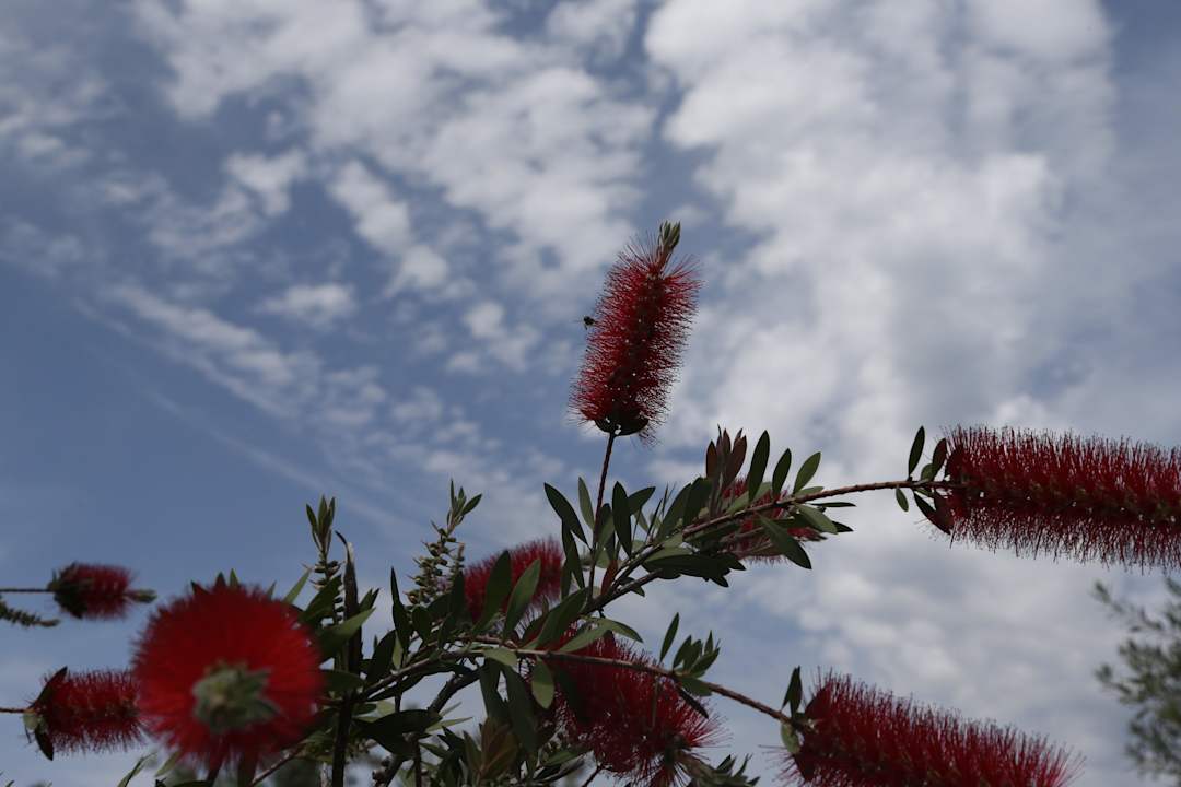 FLOWERS Xenia Ouranoupolis