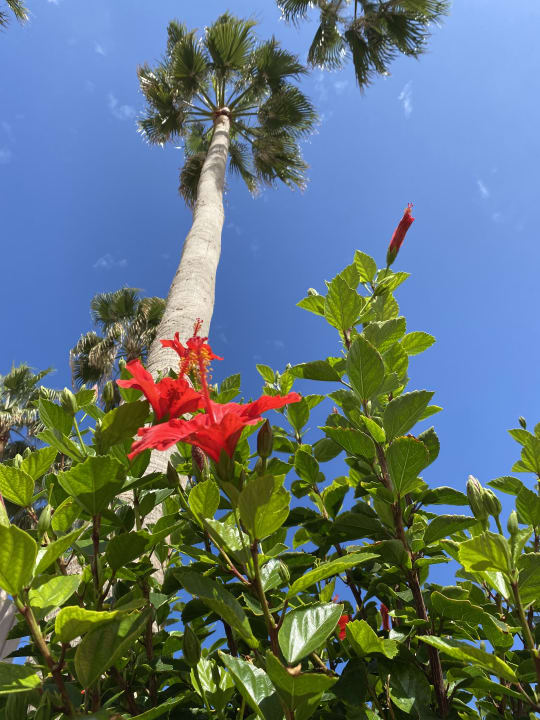 Gartenanlage allsun Hotel Carolina Mare