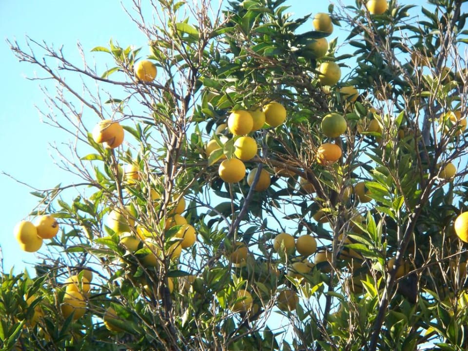 Mandarinenbaum Limak Limra Hotel & Resort