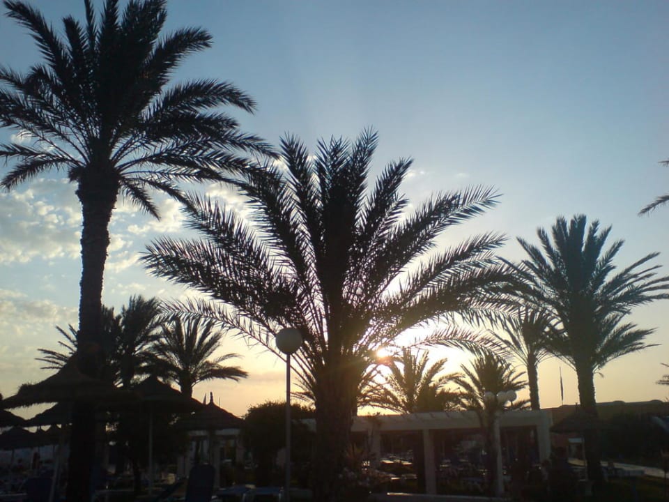 Palmen El Mehdi Beach Resort