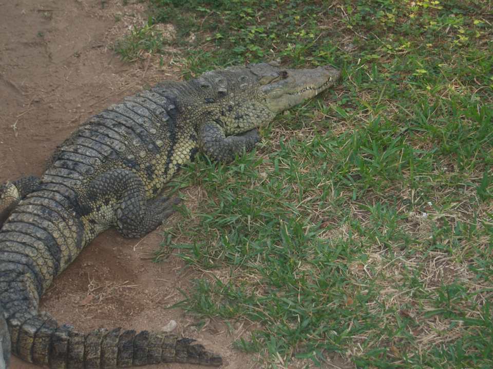 Krokodil Grand Palladium Select White Sand Resort & Spa