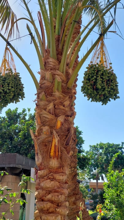 Gartenanlage Golden Beach Resort