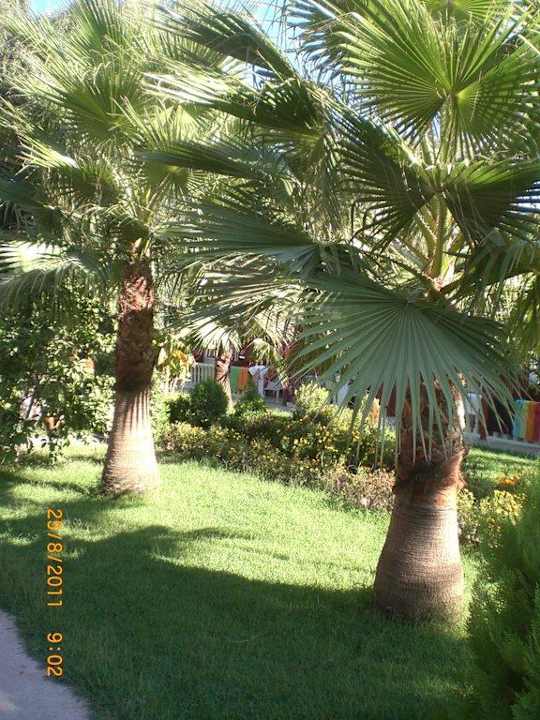 Blick vom Bungalow in den Garten Side Altinkum Hotel